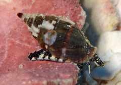 Vexillum tusum