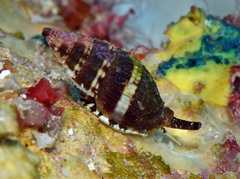 Vexillum tusum