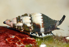 Vexillum tusum