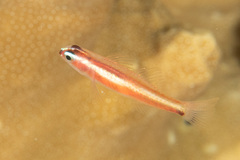 Eviota bifasciata