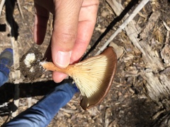 Infundibulicybe squamulosa