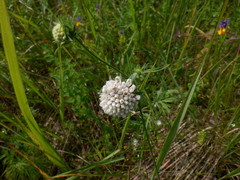Microbotryum scabiosae