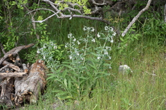 Lithospermum bejariense