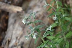 Lithospermum bejariense