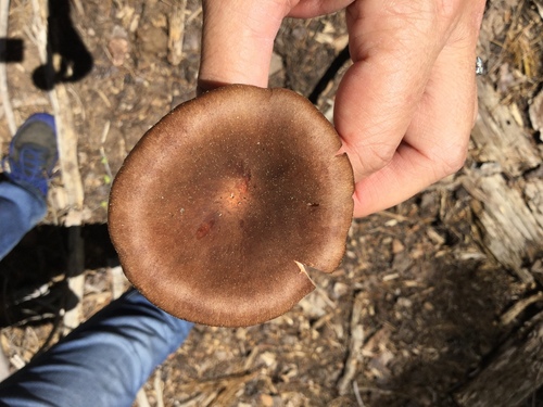 iNaturalist observation photo of Clitocybe squamulosa