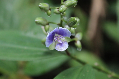 Dichorisandra ulei (Dichorisandra ulei)