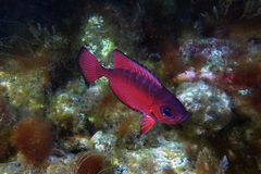 Heteropriacanthus fulgens