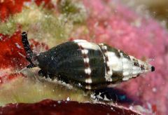 Vexillum tusum