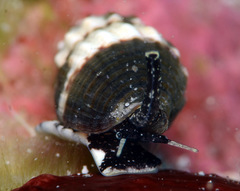 Vexillum tusum