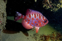 Heteropriacanthus fulgens