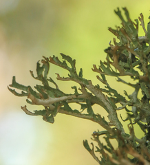 Platismatia stenophylla