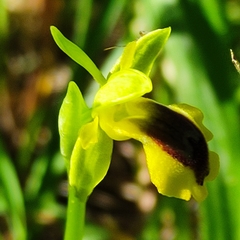 Ophrys lutea phryganae