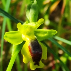 Ophrys lutea phryganae