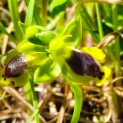 Ophrys lutea phryganae
