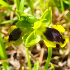 Ophrys lutea phryganae