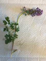 Corydalis solida