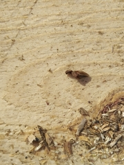 Coleoptera