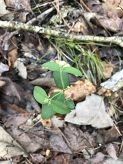 Euphorbia mercurialina