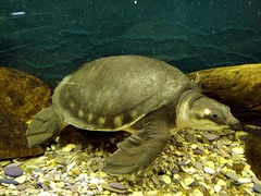 Carettochelys insculpta