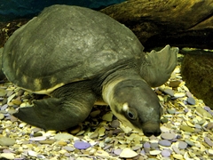 Carettochelys insculpta