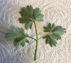 Corydalis solida