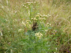 Metopeurum fuscoviride