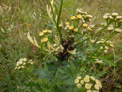 Metopeurum fuscoviride