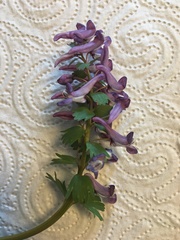 Corydalis solida
