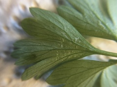 Corydalis solida