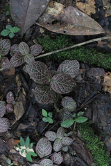 Fittonia albivenis
