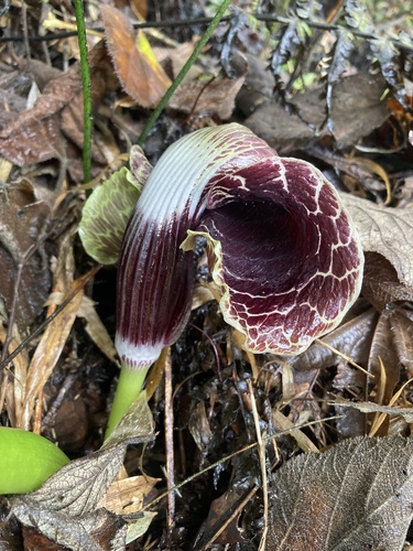 Arisaema griffithii, photograph 2
