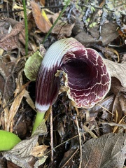 John Kenrick Gibson, CC0, iNaturalist via GBIF Arisaema griffithii, photograph John Kenrick Gibson, CC0, iNaturalist via GBIF