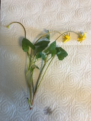 Ficaria verna