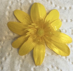 Ficaria verna