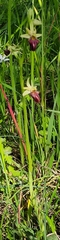 Ophrys sphegodes montenegrina