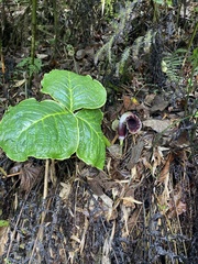John Kenrick Gibson, CC0, iNaturalist via GBIF Arisaema griffithii, photograph John Kenrick Gibson, CC0, iNaturalist via GBIF