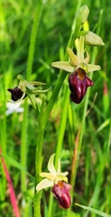 Ophrys sphegodes montenegrina