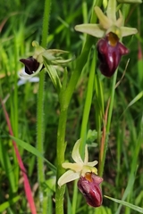 Ophrys sphegodes montenegrina