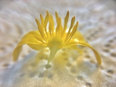 Ficaria verna