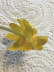 Ficaria verna