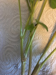 Ficaria verna
