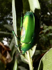 Heterorrhina elegans