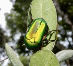 Heterorrhina elegans