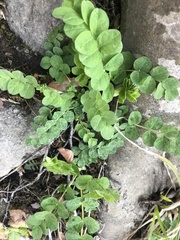 Astragalus glycyphyllos