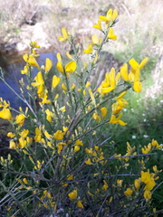 Genista polyanthos