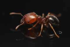 Pheidole crassicornis