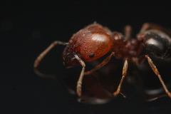 Pheidole crassicornis