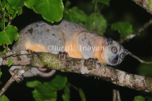 Gebe Cuscus (Phalanger alexandrae) · iNaturalist NZ