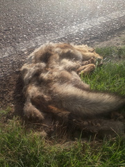 Lycalopex gymnocercus