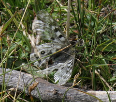 Parnassius cephalus